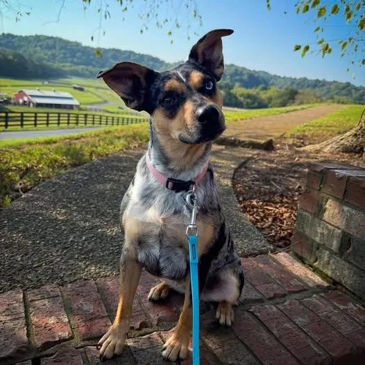 Stellar Lupi thumbnail 2