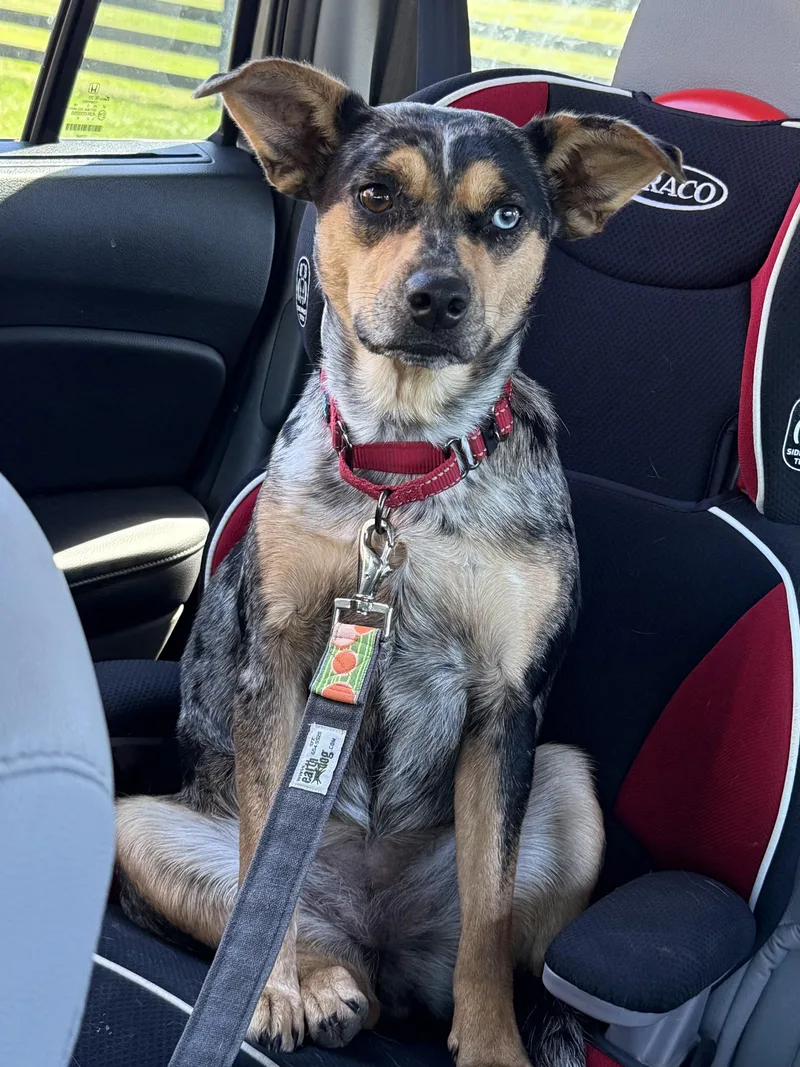 Stellar Lupi thumbnail 3