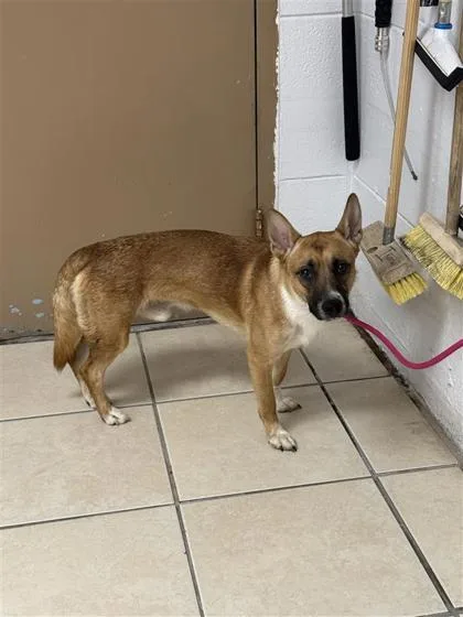 An adult medium-sized male Mixed Breed dog named Tyson for adoption in Largo, FL