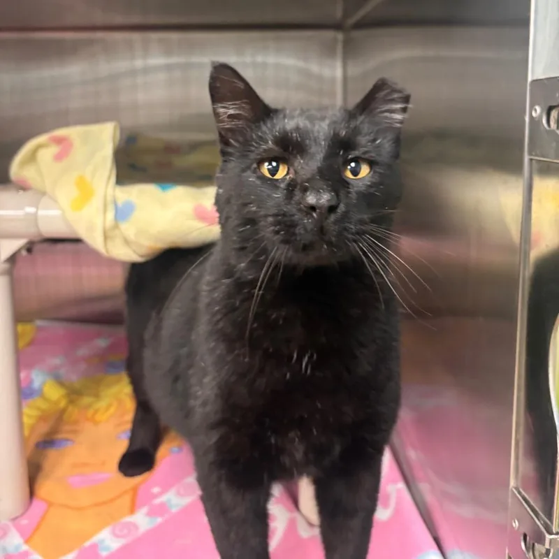 Walle Petsmart Belleville