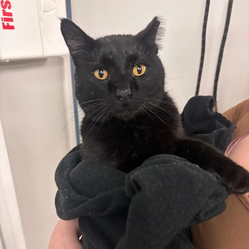 Walle  Petsmart Belleville thumbnail 2