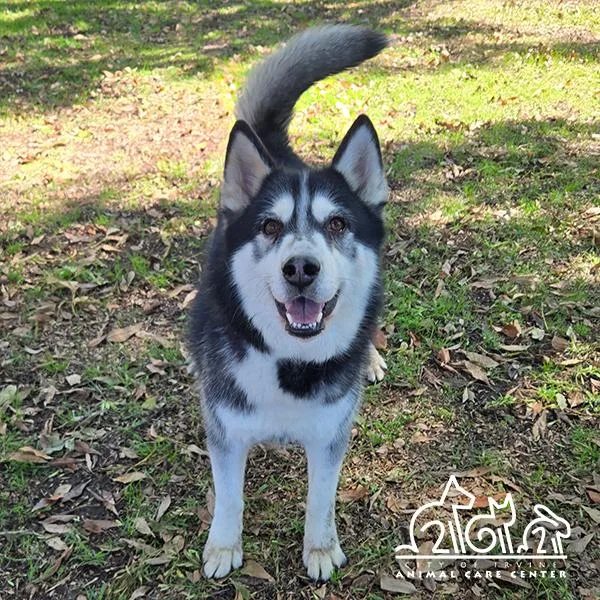 An adult large-sized male Siberian Husky dog named Wolf for adoption in Irvine, CA
