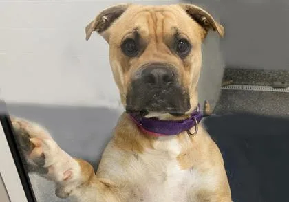 An adult medium-sized male Boxer dog named Roland for adoption in Voorhees, NJ