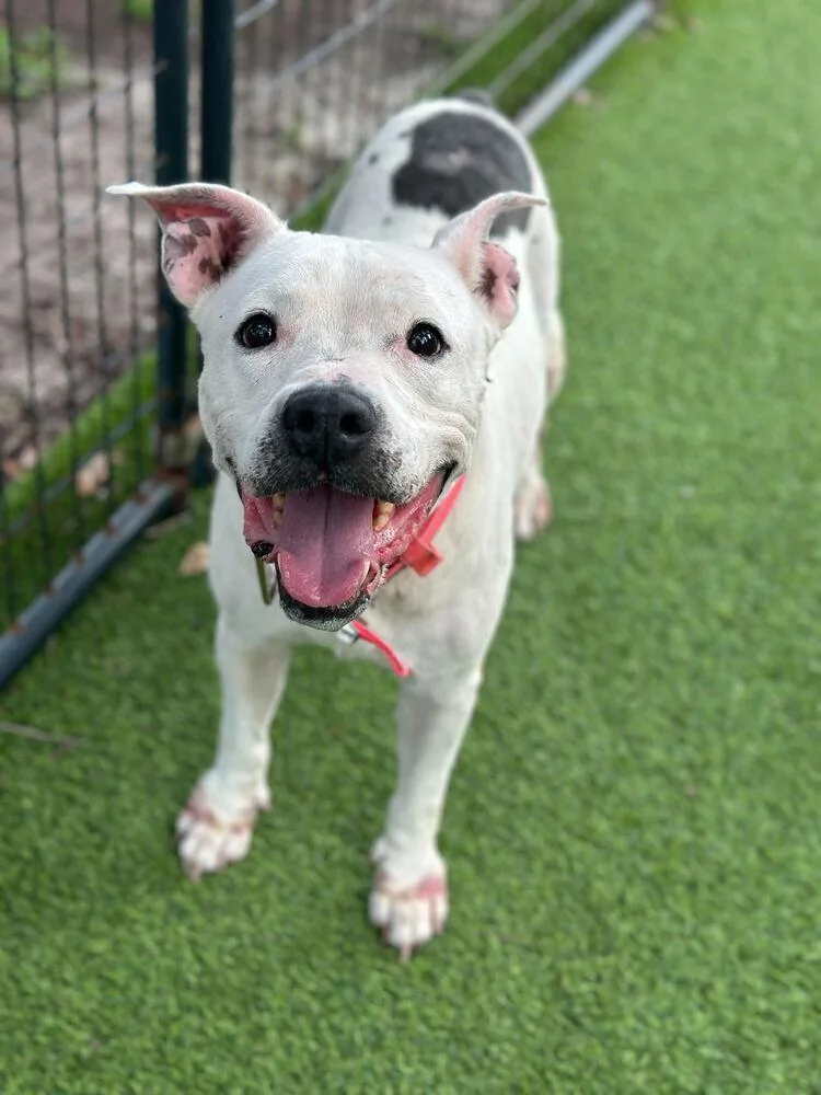 Sweetheart thumbnail 2