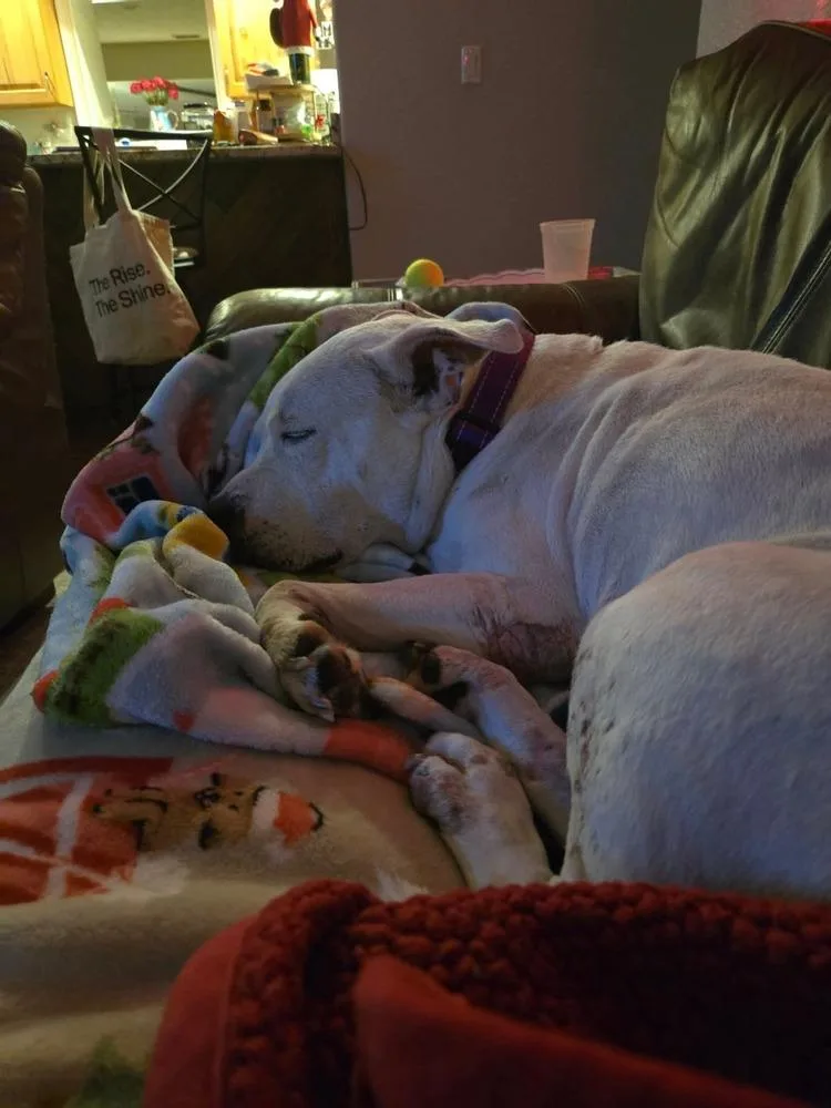 Sweetheart thumbnail 3