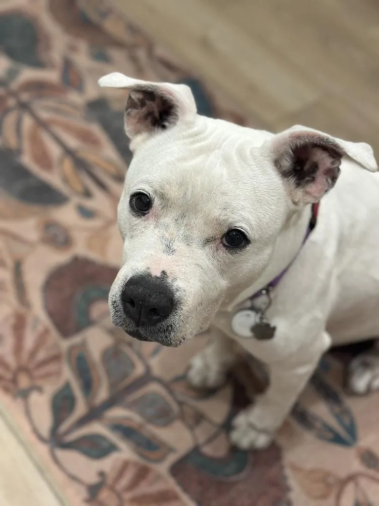 Sweetheart thumbnail 4