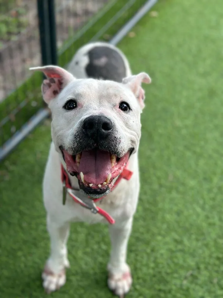 Sweetheart thumbnail 6