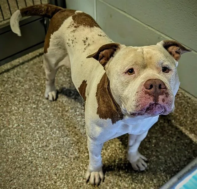 A senior large-sized male Pit Bull Terrier dog named Brutus for adoption in Clyde, NC