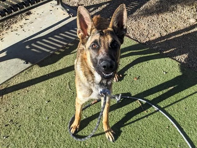 A young large-sized male Belgian Shepherd / Malinois dog named Sky for adoption in Phoenix, AZ