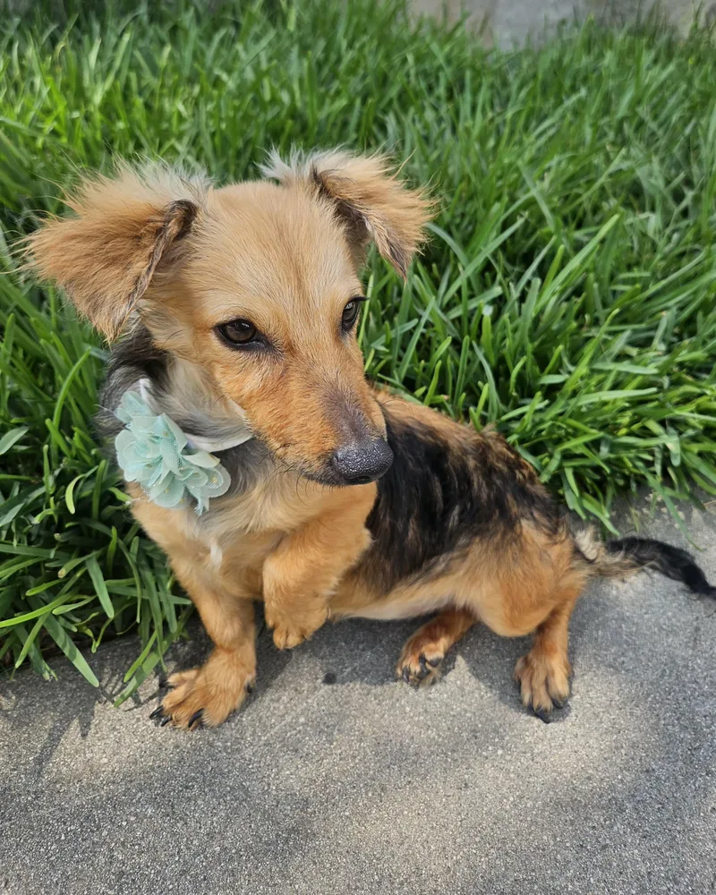 A baby small-sized female Dachshund (Long Haired) dog named Sophie for adoption in Los Angeles, CA