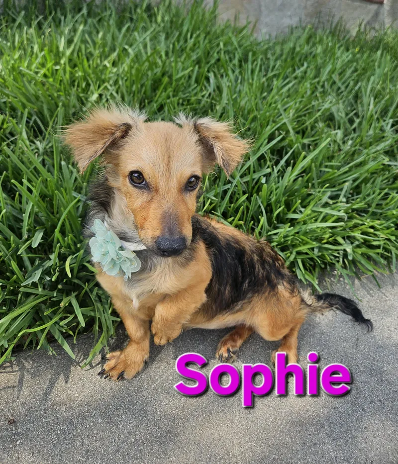 Sophie thumbnail 2