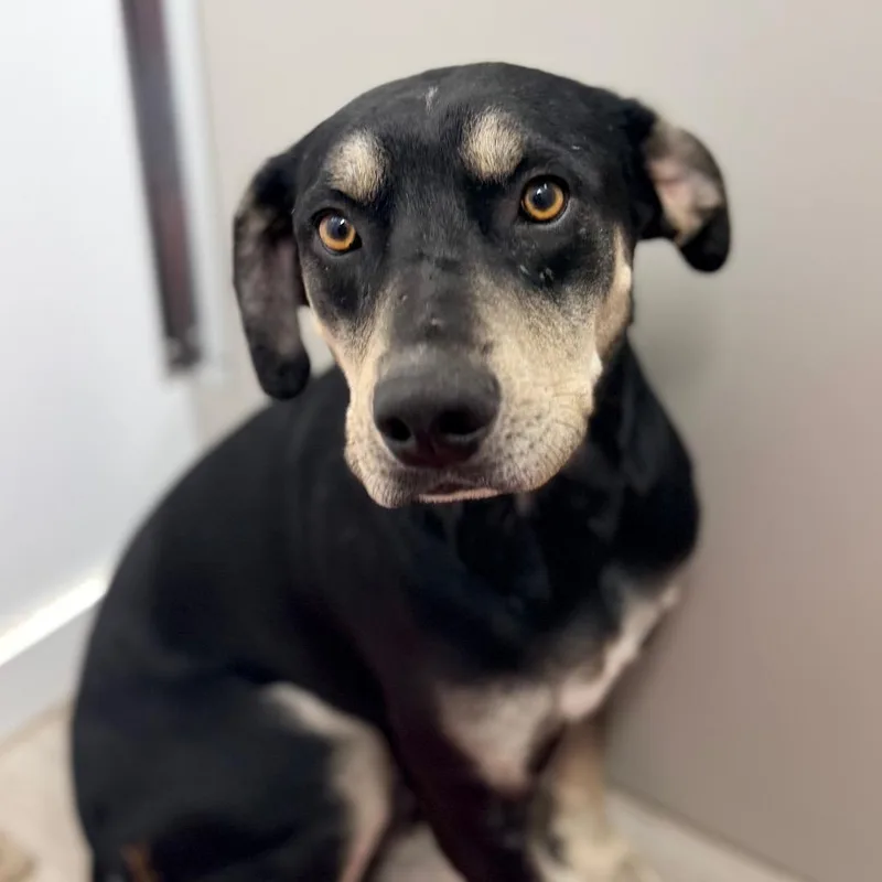 An adult medium-sized male Black Labrador Retriever dog named Tex for adoption in Green Bay, WI