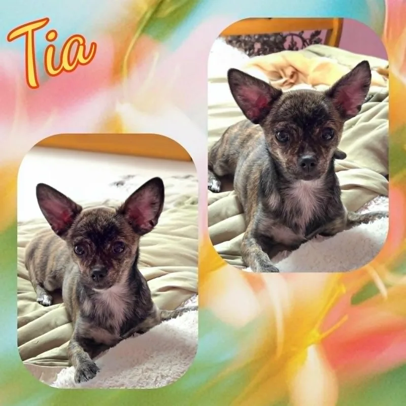 A young small-sized female Brindle Chihuahua dog named Tia for adoption in Grove, OK