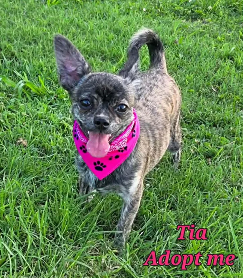 Tia thumbnail 3