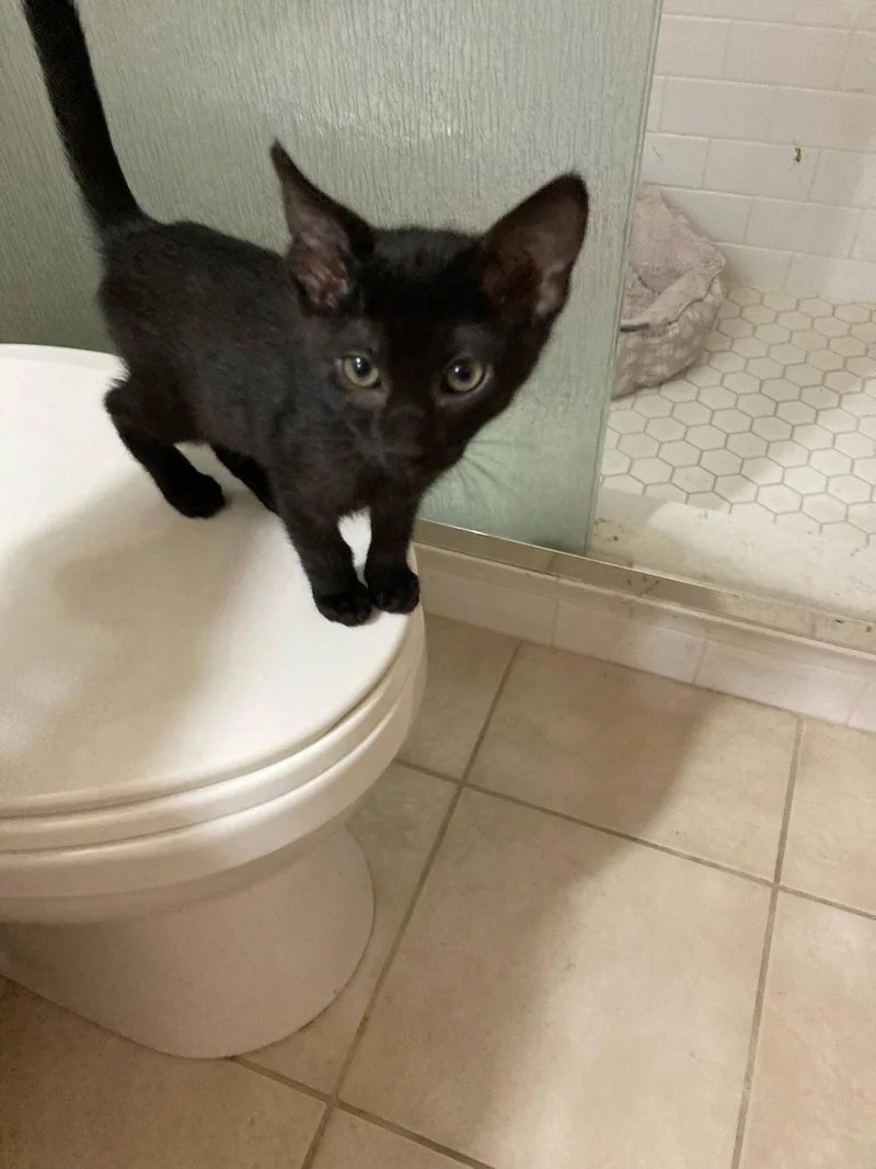 A baby medium-sized female Black Domestic Short Hair cat named Black Betty for adoption in Glendale, AZ