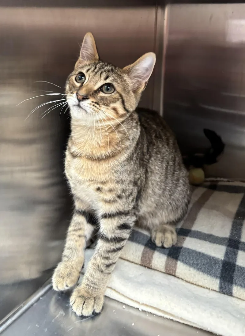 A young medium-sized male Tabby (Buff / Tan / Fawn) Tabby cat named Beans for adoption in Raymond, WA