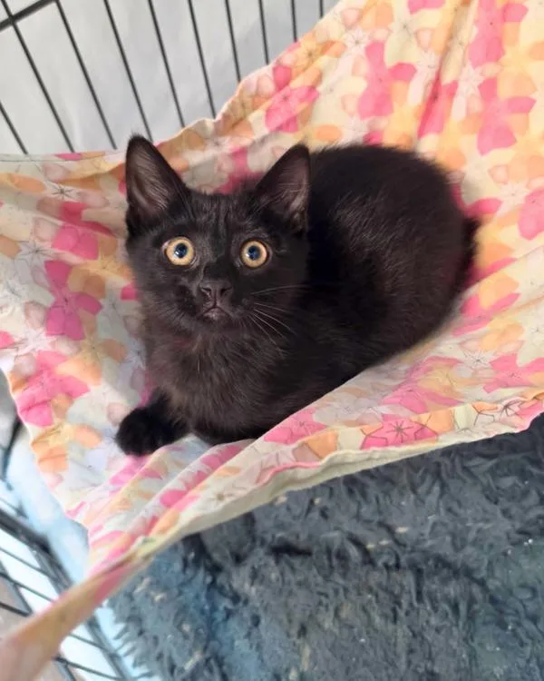 A baby small-sized female Domestic Short Hair cat named Macy for adoption in Novato, CA