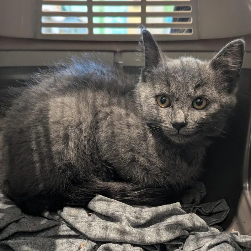 A baby small-sized male Gray / Blue / Silver Domestic Short Hair cat named Camry for adoption in Lynchburg, VA