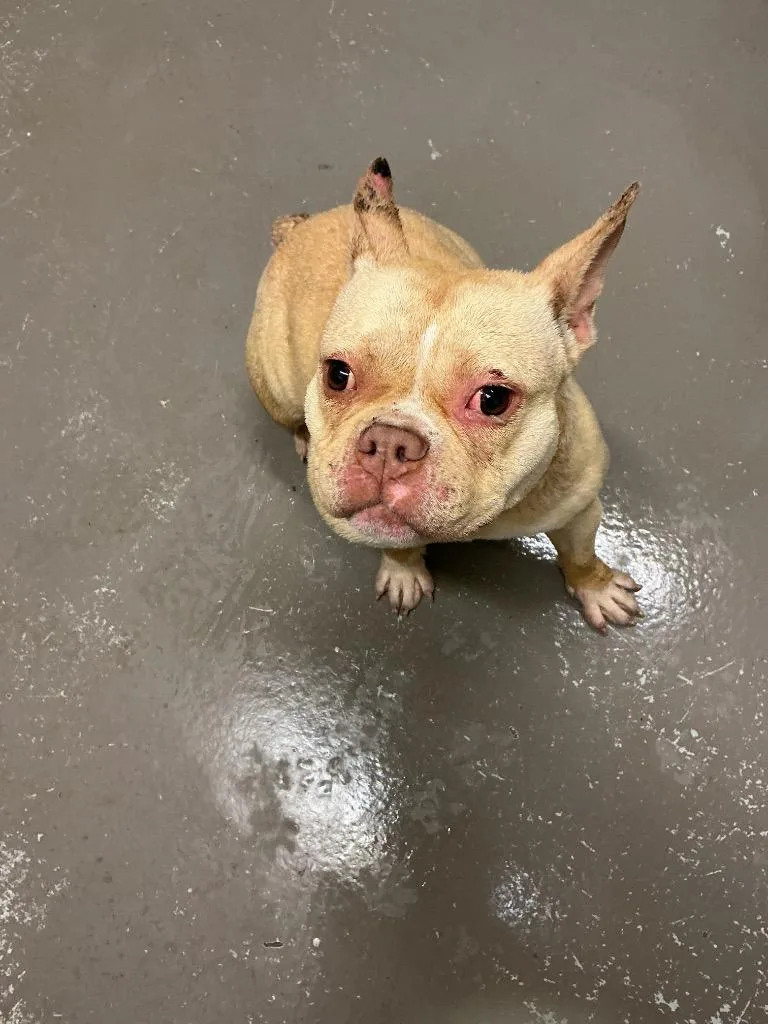 An adult medium-sized female French Bulldog dog named Magnolia for adoption in Dyersburg, TN