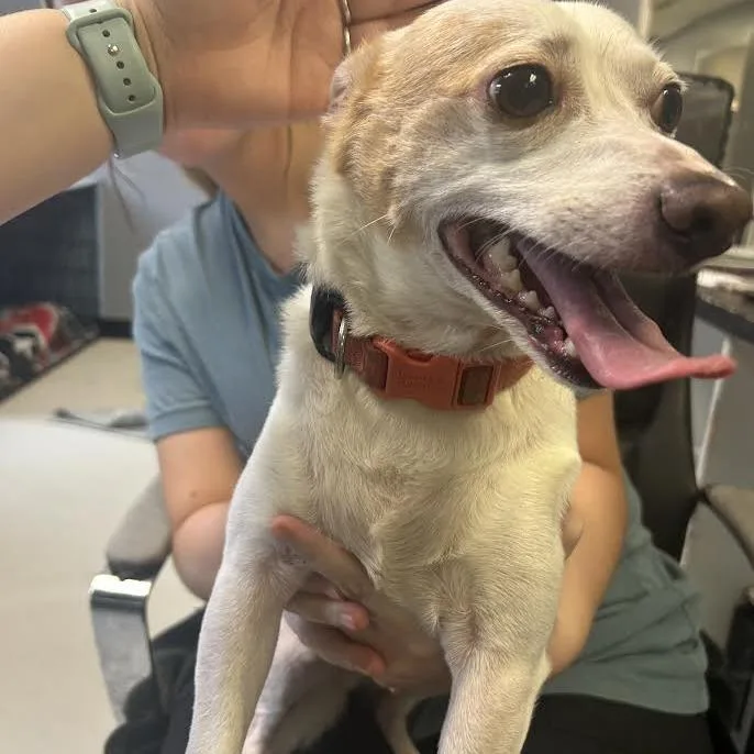 An adult small-sized male White / Cream Chihuahua dog named Rico for adoption in Lake Jackson, TX