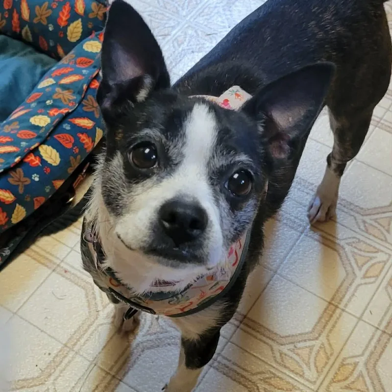 An adult small-sized female Boston Terrier dog named Cricket for adoption in High View, WV