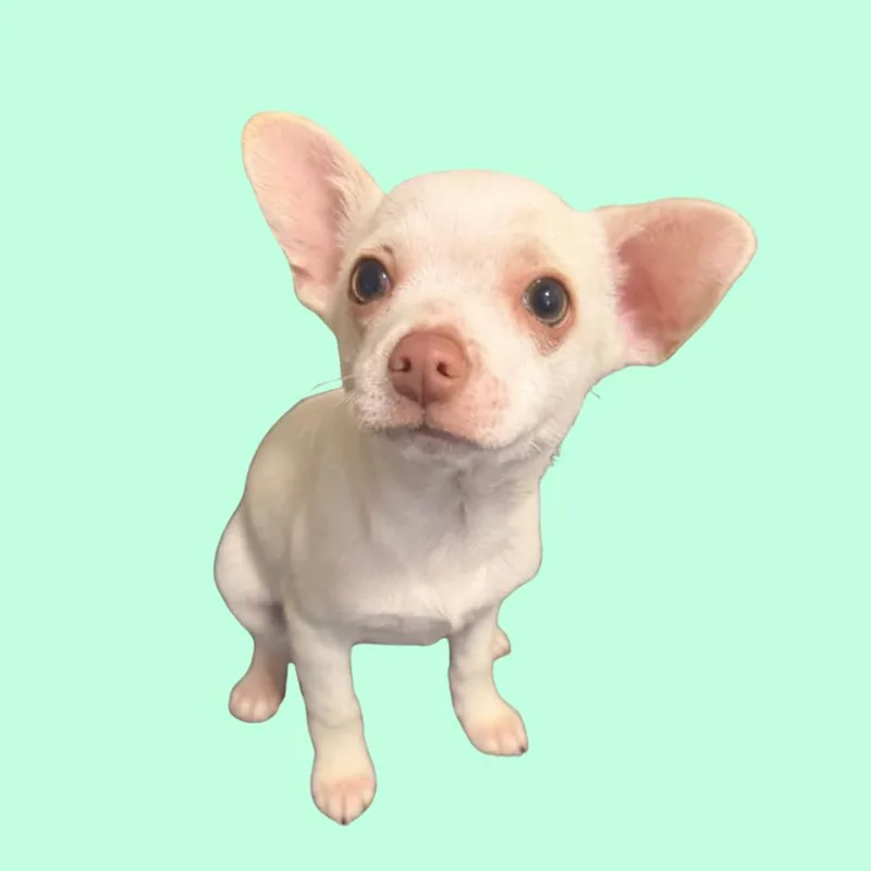 A baby small-sized male White / Cream Chihuahua dog named Chi Male for adoption in Fairfax Station, VA