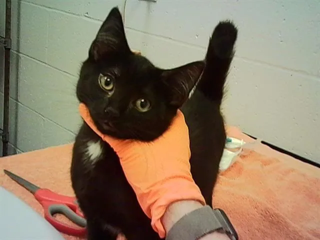 A baby small-sized female Domestic Short Hair cat named Goofy for adoption in Indianapolis, IN