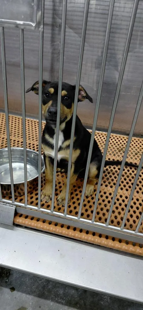 A baby medium-sized male Mixed Breed dog named Chuck for adoption in Henderson, NC
