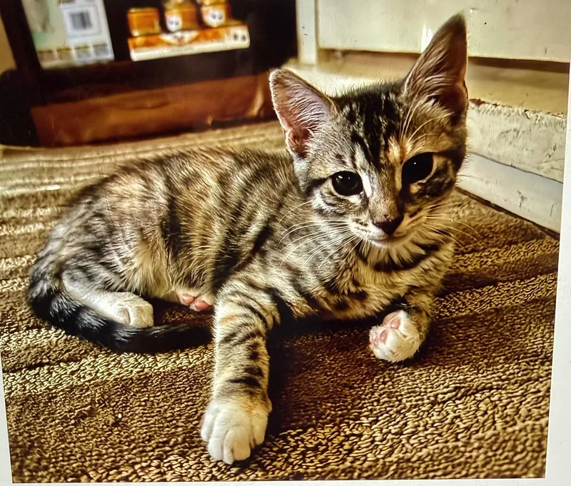 A baby small-sized female Domestic Short Hair cat named Penny for adoption in South Pasadena, CA