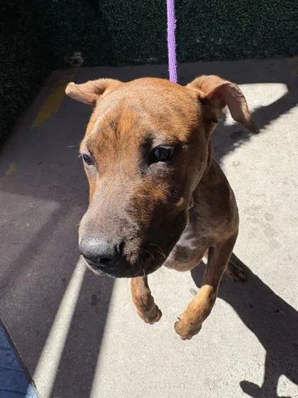 A baby medium-sized female Brindle Pit Bull Terrier dog named 61113541 for adoption in El Paso, TX