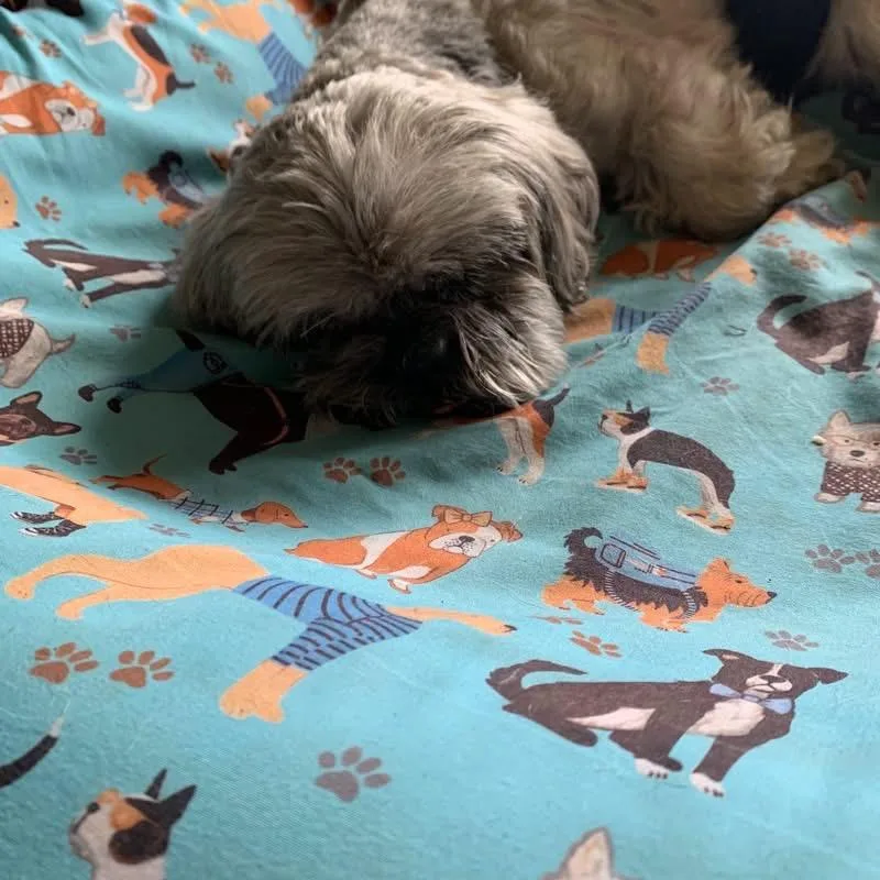 An adult small-sized male Yorkshire Terrier dog named Toby for adoption in Newfoundland, NJ