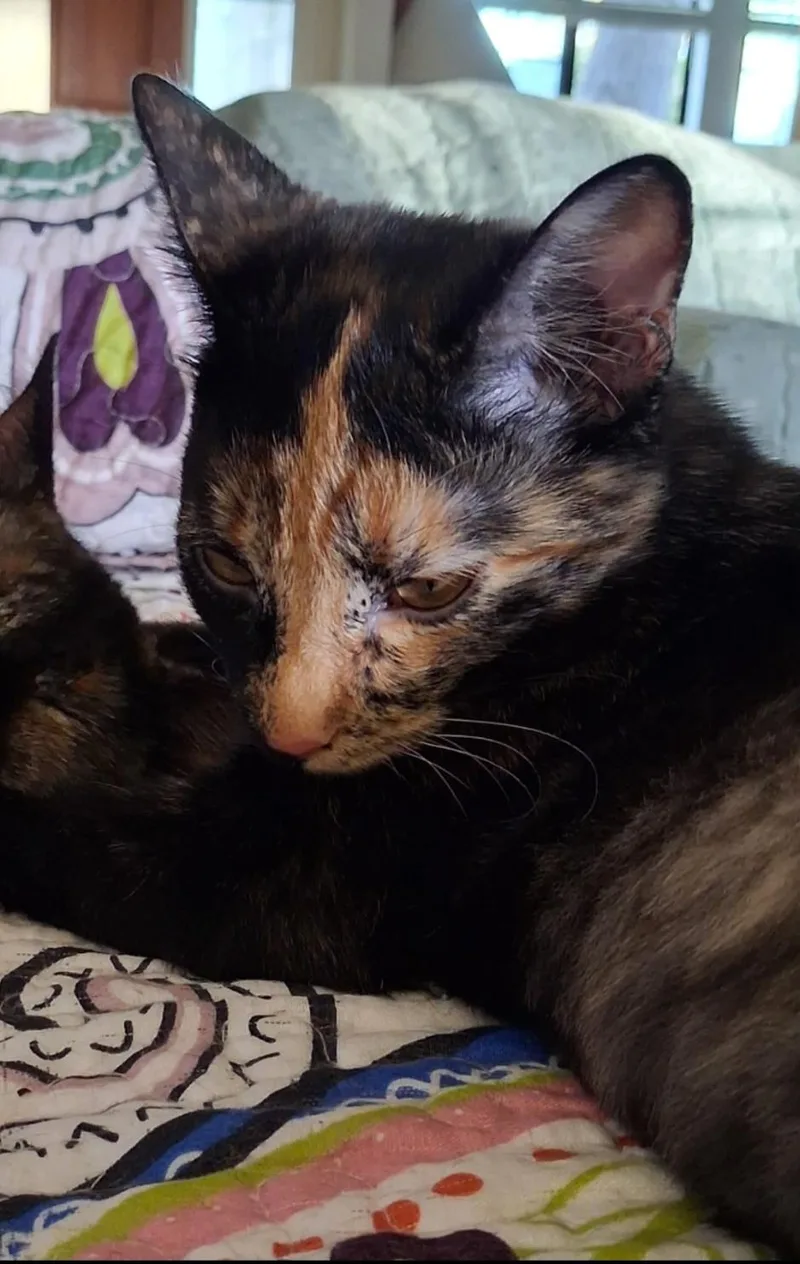 A baby medium-sized female Tortoiseshell cat named Ember for adoption in Atwater, CA