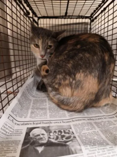 An adult large-sized female Domestic Short Hair cat named Ophelia for adoption in Los Angeles, CA