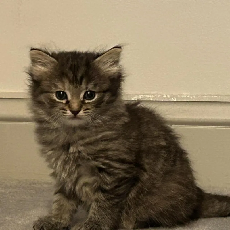 A baby small-sized female Brown / Chocolate Domestic Medium Hair cat named Daniella for adoption in Bel Air, MD