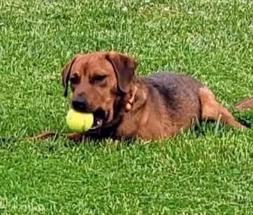 A young medium-sized male Beagle dog named Jimmy for adoption in Scottsburg, IN