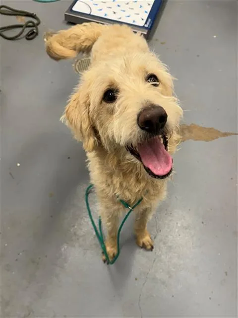 An adult large-sized male Labrador Retriever dog named Franklin for adoption in Peoria, IL