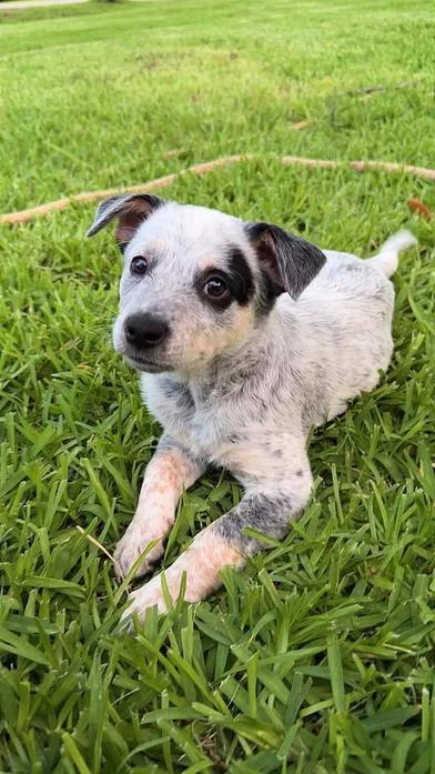 A baby medium-sized female Merle (Blue) Australian Cattle Dog / Blue Heeler dog named Danika for adoption in Liverpool, TX