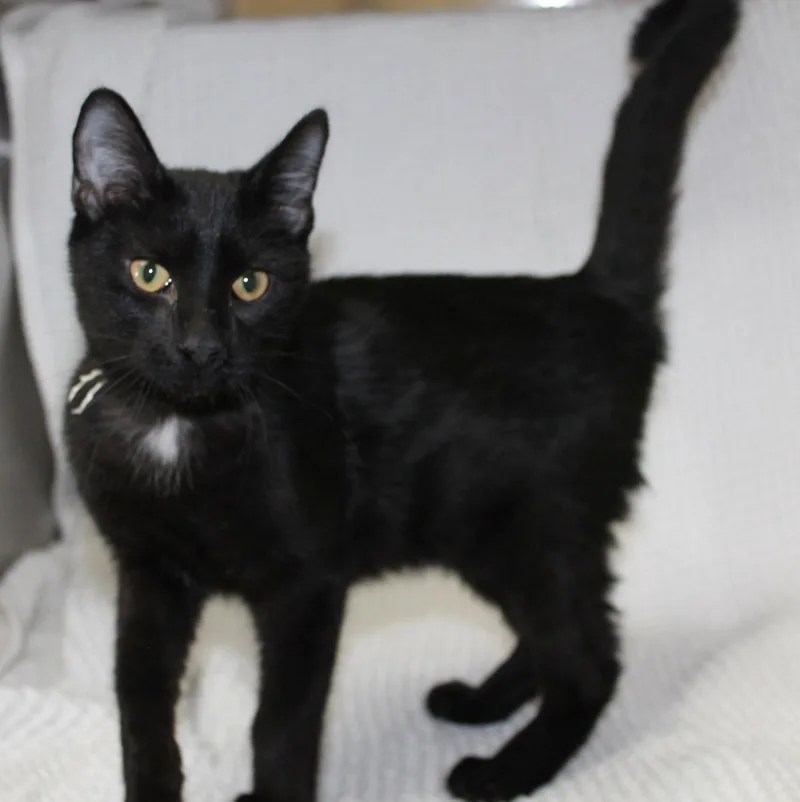 A baby medium-sized male Black Domestic Short Hair cat named Trent for adoption in Prattville, AL