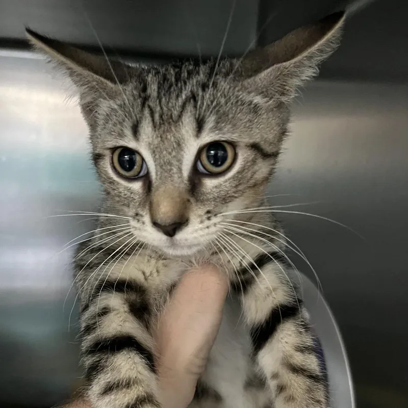 A baby small-sized male Brown / Chocolate Domestic Short Hair cat named Emeril Lepawse for adoption in Lakeland, FL