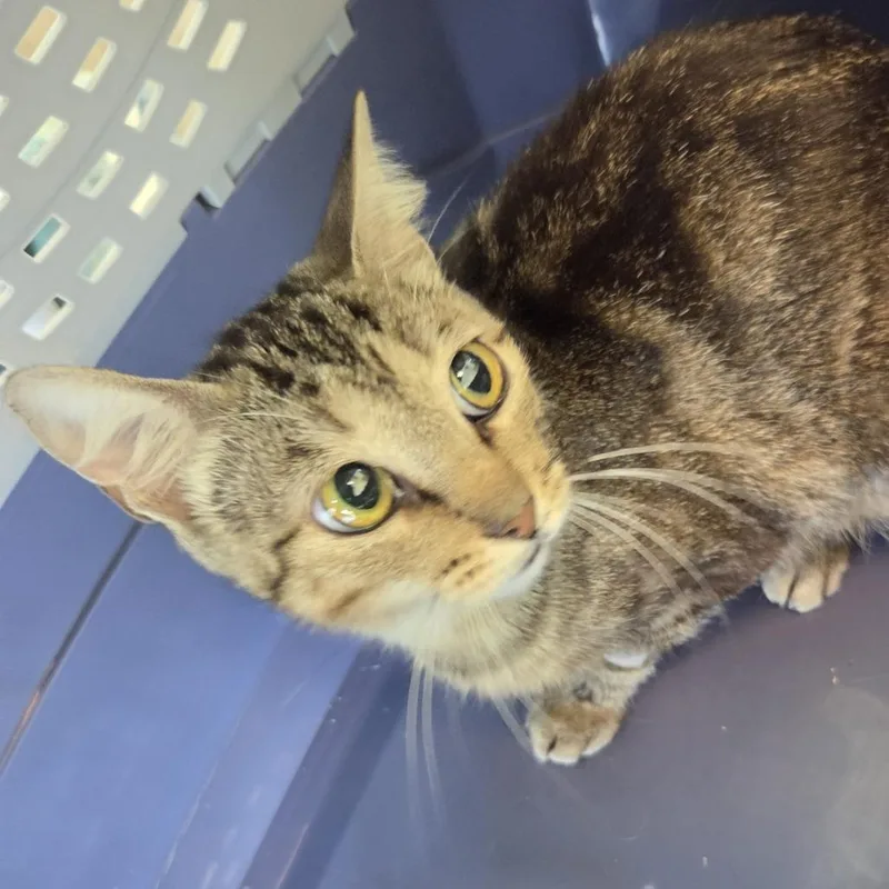 A young small-sized female Brown / Chocolate Domestic Short Hair cat named Gretchen for adoption in Leander, TX