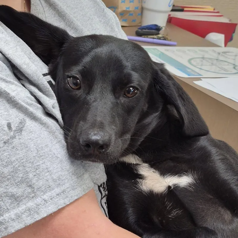 A baby small-sized female Black Hound dog named Wanda for adoption in Cleveland, MS