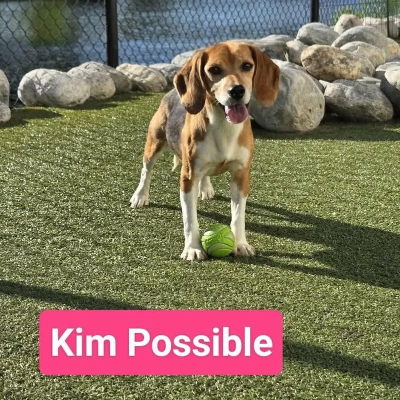 Kim Possible thumbnail 5