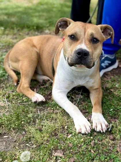 An adult medium-sized female Pit Bull Terrier dog named Harper for adoption in King William, VA