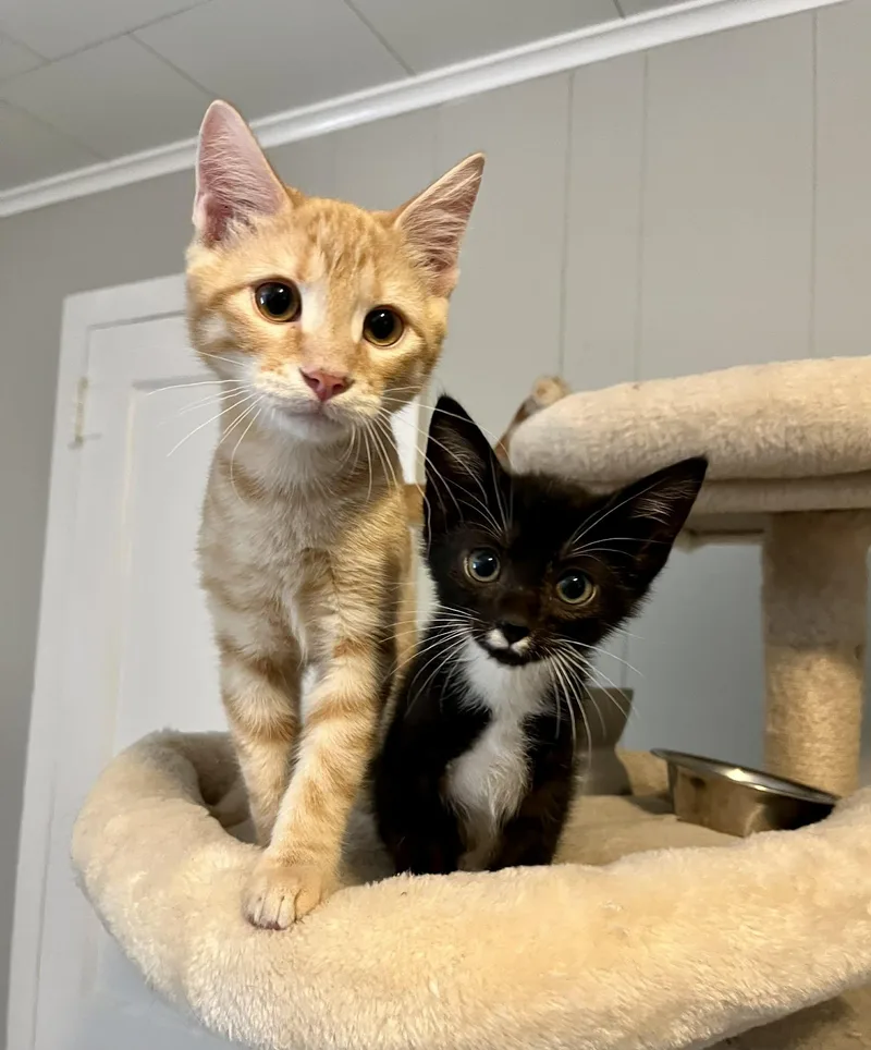 Cheddar