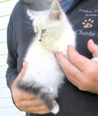 A baby medium-sized male Blue Cream Siamese cat named Jack & Jill for adoption in Paris, KY