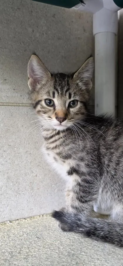 A baby small-sized male Domestic Short Hair cat named Billy for adoption in Honolulu, HI