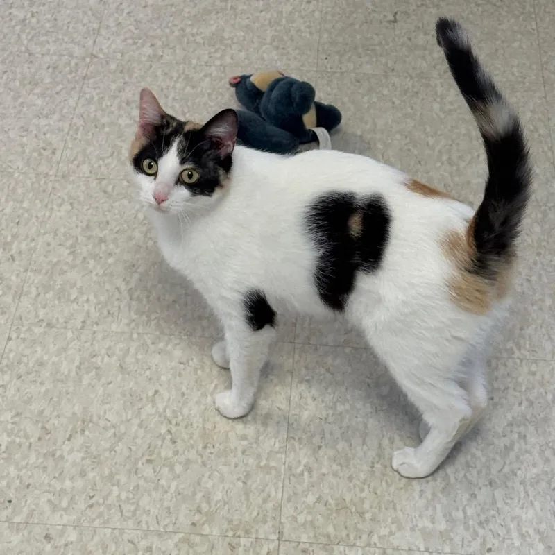 Lorraine thumbnail 3