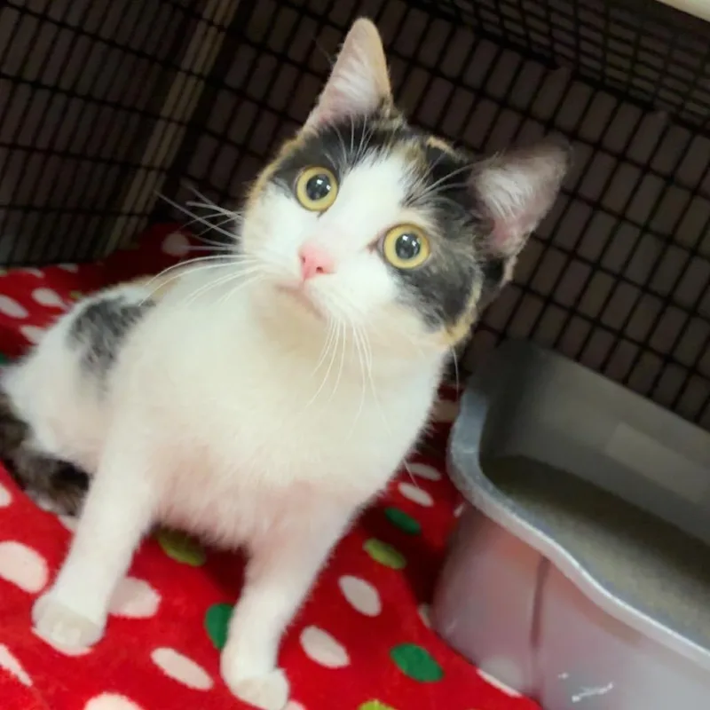 Lorraine thumbnail 4