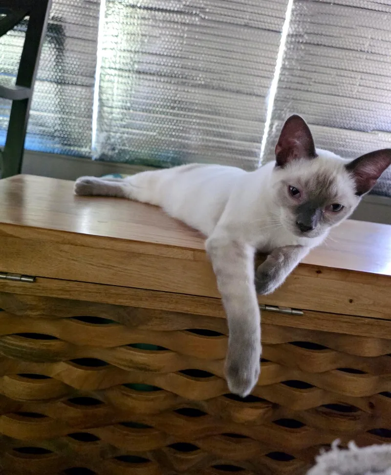 Lynxie thumbnail 2