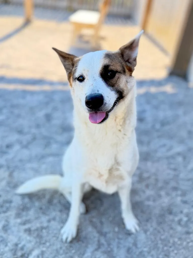 A young medium-sized female Mixed Breed dog named Stella for adoption in Muskegon, MI
